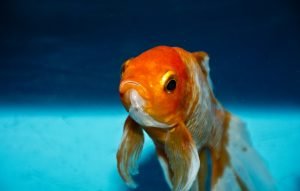 goldfish attention span